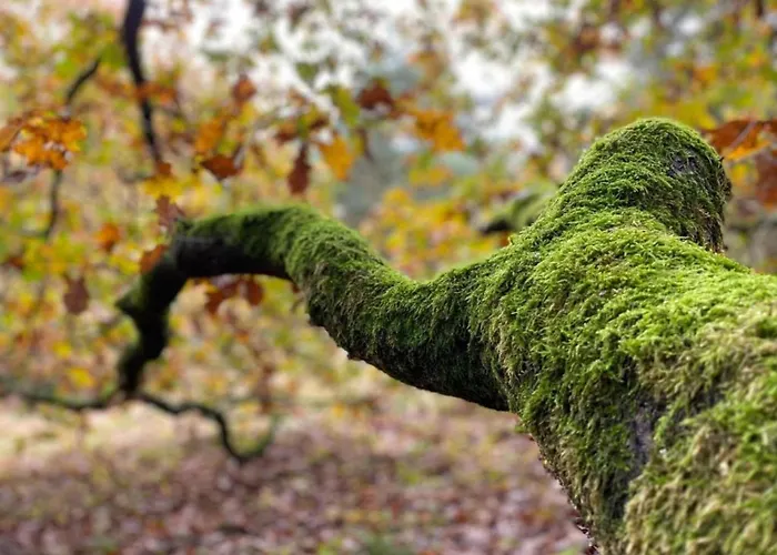 In Leenderbos With Bbq & Garden Appartement